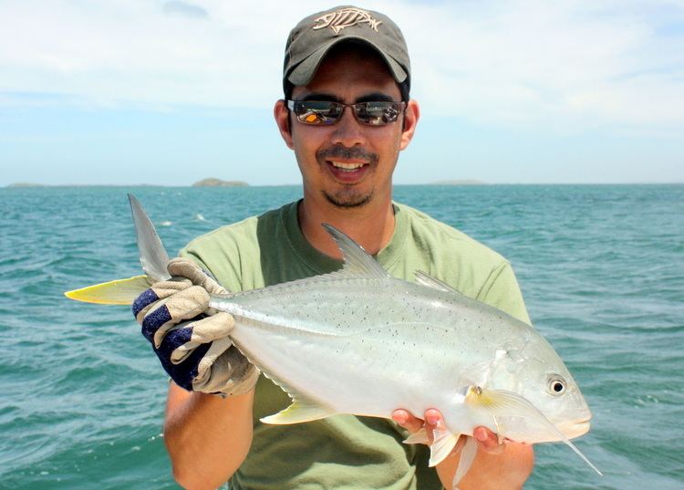 Brassy trevally How to Catch Brassy Trevally with Lures How To Catch Any Fish