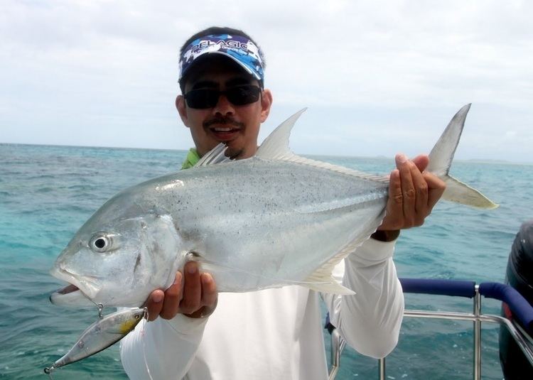 Brassy trevally How to Catch Brassy Trevally with Lures How To Catch Any Fish