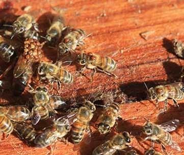 Braula Braula fly Bee Aware