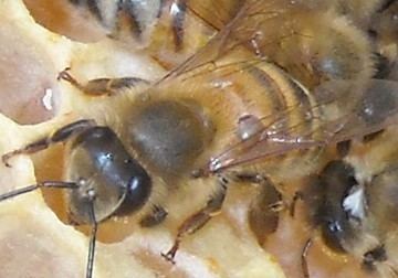 Braula Athena39s Bees Hive Beetles No noVarroa Mite Braula Coeca