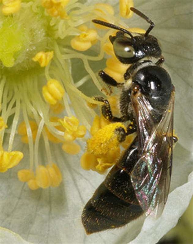 Braunsapis Factsheet Braunsapis bees