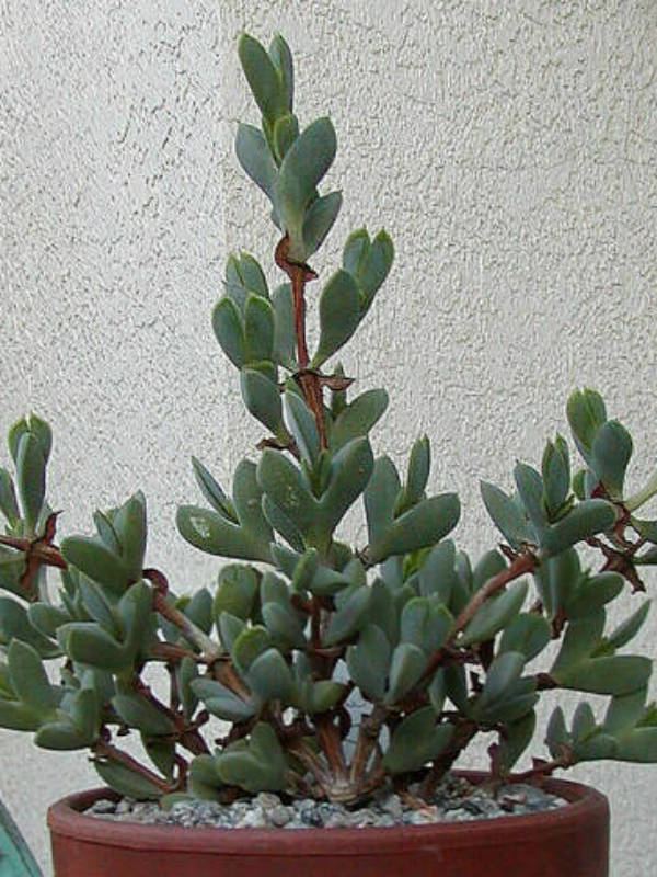 Braunsia apiculata httpssmediacacheak0pinimgcomoriginals60