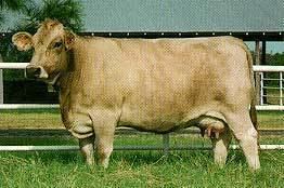 Braunvieh Breeds of Livestock Braunvieh Cattle Breeds of Livestock