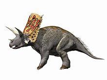 Bravoceratops httpsuploadwikimediaorgwikipediacommonsthu