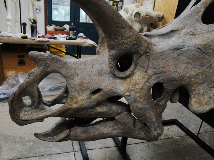 Bravoceratops New Bravoceratops Skull Gaston Design Inc