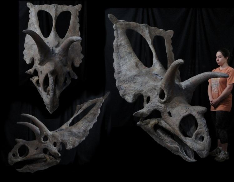 Bravoceratops New Bravoceratops Skull Gaston Design Inc