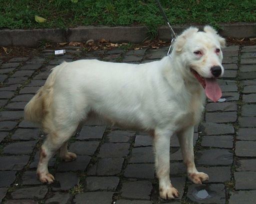 Brazilian Dogo Brazilian Dogo CachorroSegurocom