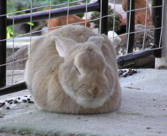Brazilian domestic rabbit rabbitgeekcompicsbrazbuckwhtjpg