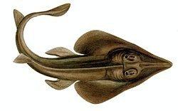 Brazilian guitarfish httpsuploadwikimediaorgwikipediacommonsthu