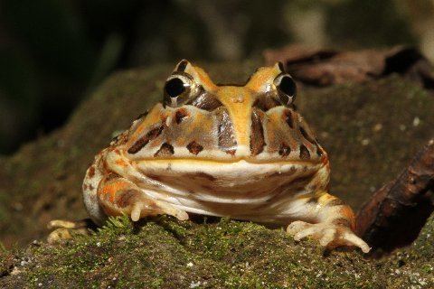 Brazilian horned frog kingsnake blog Kingsnakecom Blog Brazilian Horned Frog