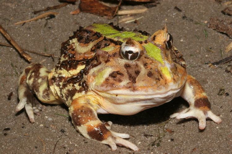 Brazilian horned frog CalPhotos