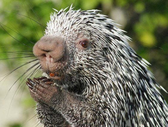 Brazilian porcupine Spending most of its time in the canopy the Brazilian porcupine is