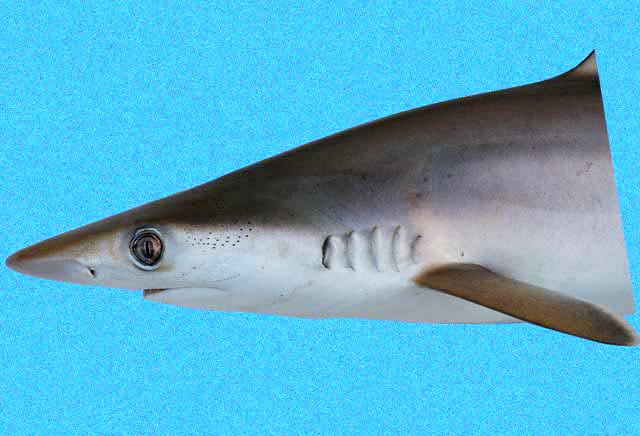Brazilian sharpnose shark