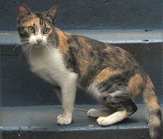 Brazilian Shorthair Brazilian Shorthair cat Blog About Cats