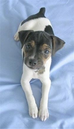 Brazilian Terrier Brazilian Terrier Dog Breed Information and Pictures