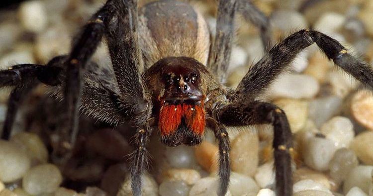Brazilian wandering spider Brazilian wandering spider Top 10 things you need to know about
