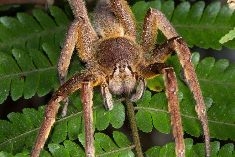 Brazilian wandering spider Brazilian Wandering Spiders Bites amp Other Facts