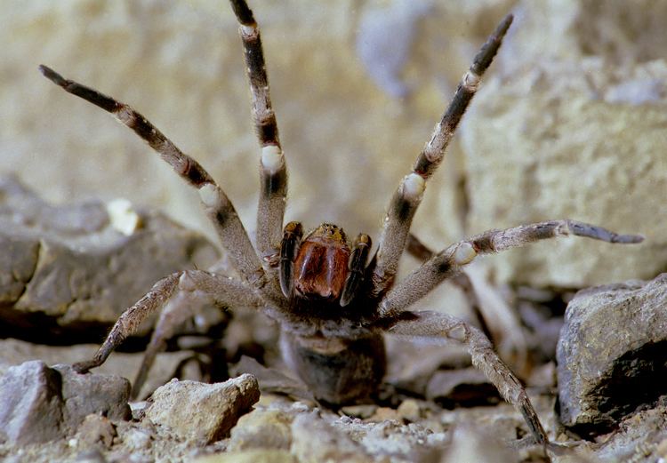 Brazilian wandering spider Brazilian Wandering Spider Steve Downer Wildlife Cinematographer