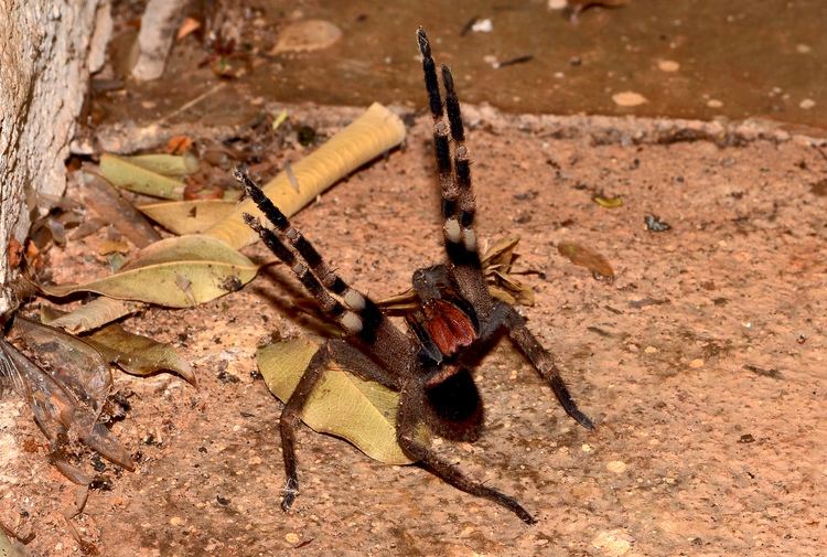 Brazilian wandering spider Real Monstrosities Brazilian Wandering Spider