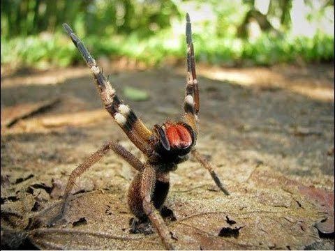 Brazilian wandering spider httpsiytimgcomvipQYWBmkV2ghqdefaultjpg