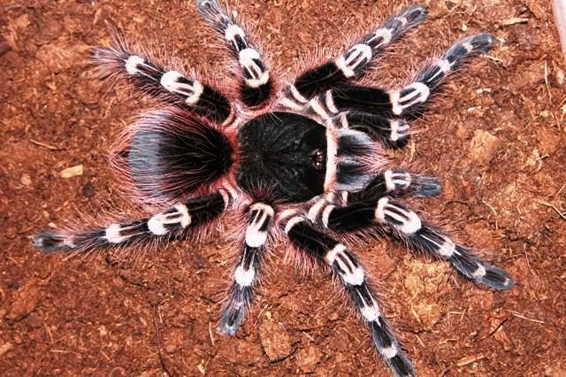 Brazilian whiteknee tarantula Beginner39s Guide To The Brazilian Giant White Knee