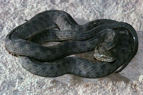 Brazos water snake wwwkingsnakecomdfwimagesNharteriTXSomervil