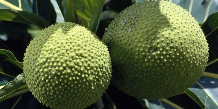 Tostones de Pana (Double Fried Breadfruit) 