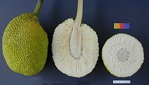 Breadfruit Breadfruit Wikipedia