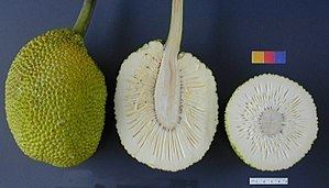 Breadfruit - Alchetron, The Free Social Encyclopedia