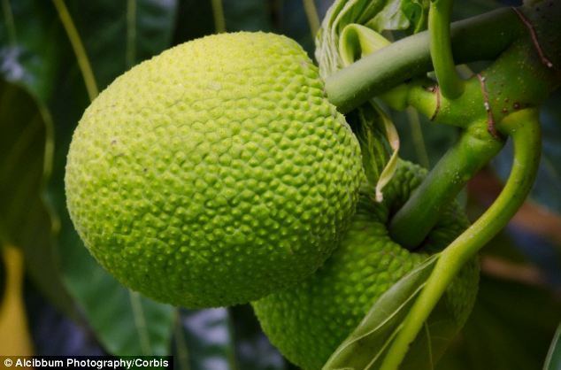 Breadfruit Breadfruit is high in protein and has the potential to feed the