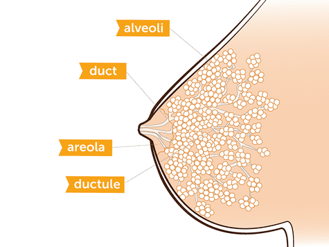 Breast milk Making breast milk How your body produces nature39s perfect baby