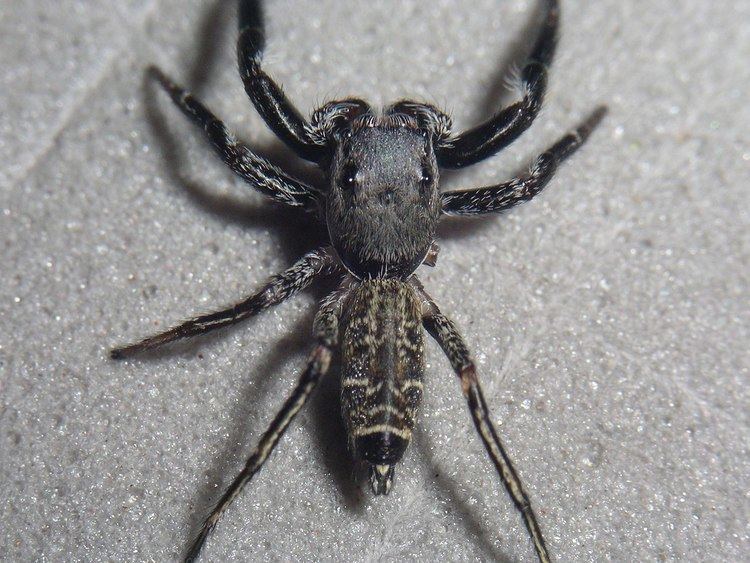 Breda (spider)