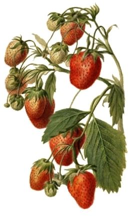 Breeding of strawberries