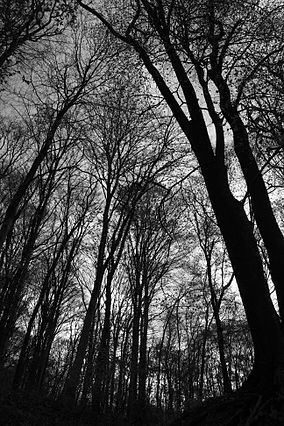 Breite Oak Tree Reserve httpsuploadwikimediaorgwikipediacommonsthu
