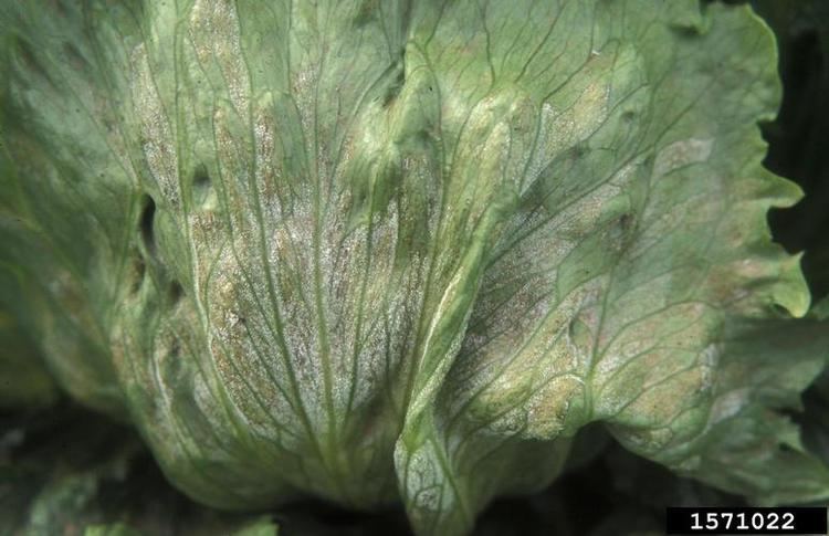 Bremia lactucae downy mildew Bremia lactucae on lettuce Lactuca sativa 1571022