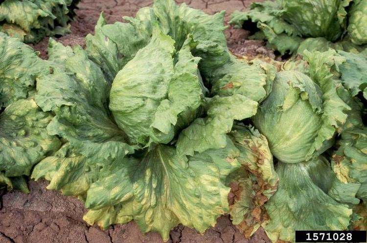 Bremia lactucae downy mildew Bremia lactucae on lettuce Lactuca sativa 1571028