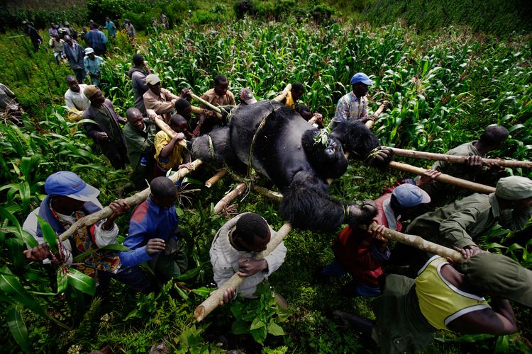 Brent Stirton Brent Stirton