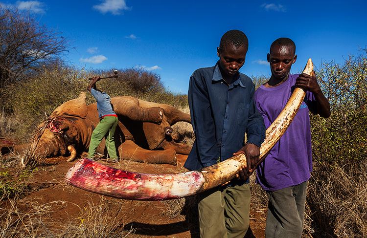 Brent Stirton Brent Stirton wins Wildlife Photojournalist Award 2013