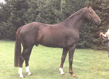 Brentano II HW Farm proudly presents some information about Stallion Brentano II