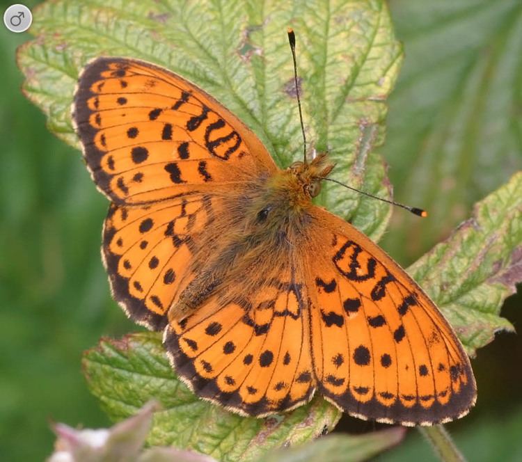 Brenthis ino Lesser Marbled Fritillary Brenthis ino Butterflies NatureGate