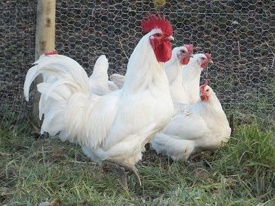 Bresse Gauloise Information on our chickens Rhodebar Red Sussex Cuckoo Maran
