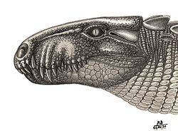 Bretesuchus httpsuploadwikimediaorgwikipediacommonsthu