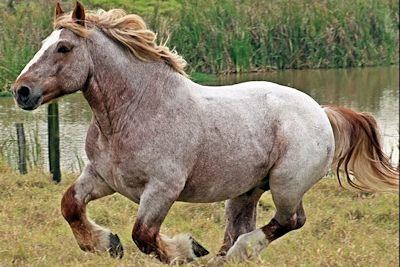 Breton horse Breton Horse Breed