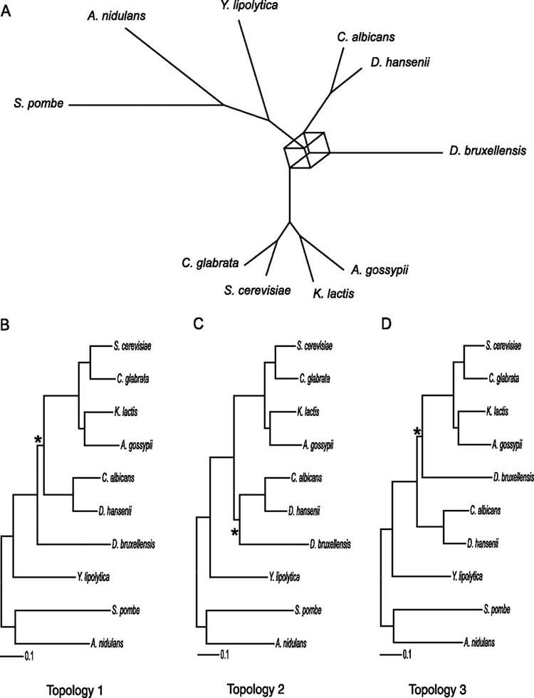 Brettanomyces bruxellensis Genome Survey Sequencing of the Wine Spoilage Yeast Dekkera