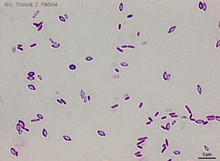 Brevibacillus MICRO Julho 2011