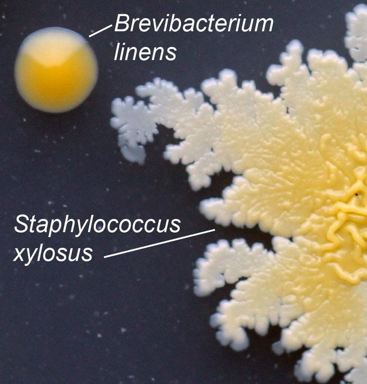 Brevibacterium - Alchetron, The Free Social Encyclopedia