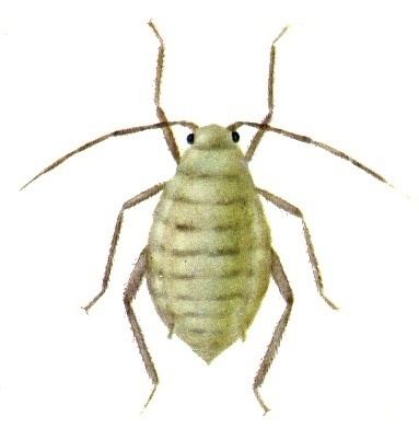 Brevicoryne AgroAtlas Pests Brevicoryne brassicae L Cabbage Aphid