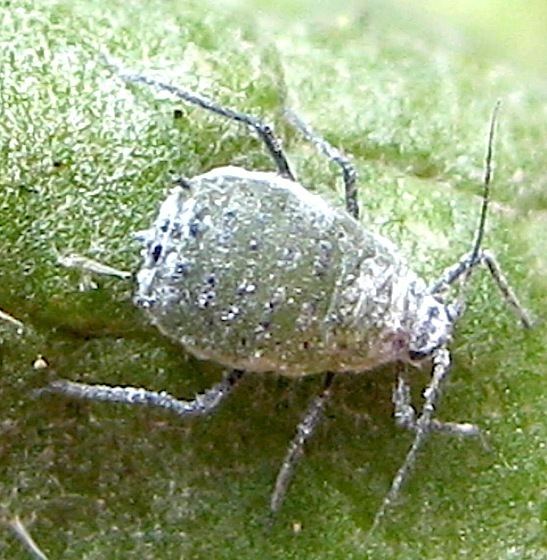 Brevicoryne Mealy cabbage aphid Brevicoryne brassicae BugGuideNet