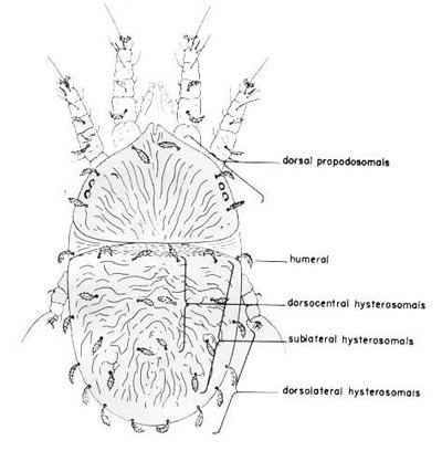 Brevipalpus phoenicis entnemdeptufleducreaturesornmitesbrevipalpus