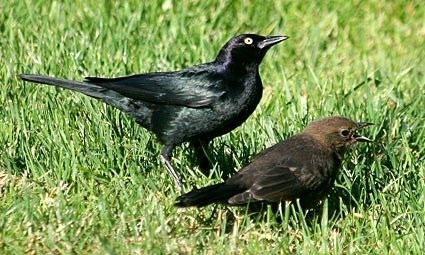 Brewer's blackbird Brewer39s Blackbird Identification All About Birds Cornell Lab of